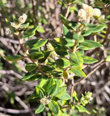 Phylica buxifolia leaves